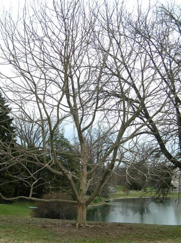 Bigleaf Magnolia tree without leaves